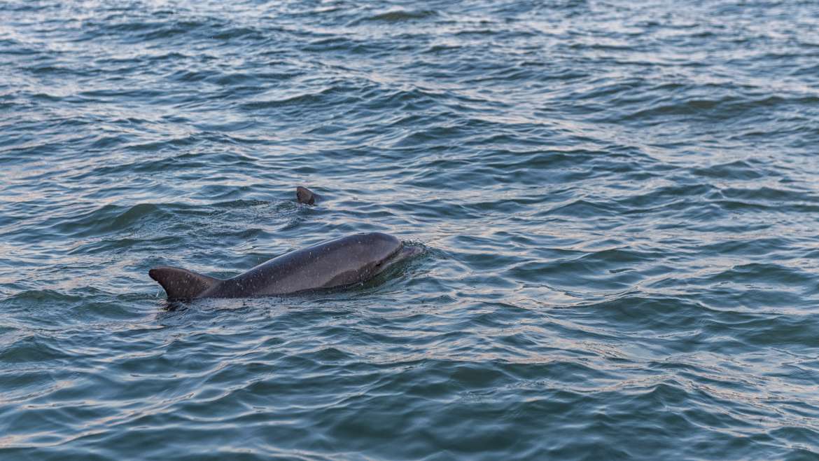 Dolphin Watching Is a Popular Activity in Clearwater Florida