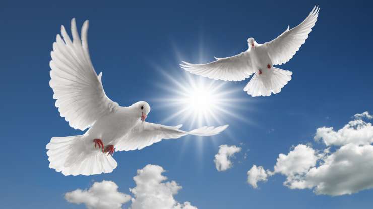 Adding Symbolic Beauty to Life’s Milestones: Dove Releases in Gary